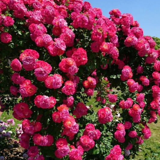 Elegant Climbing Rose Flower Seeds (Pack of 2)